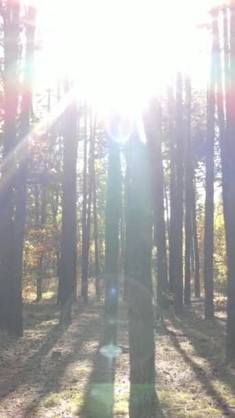 Pionowe wideo drzew w lesie jesienią — Wideo stockowe