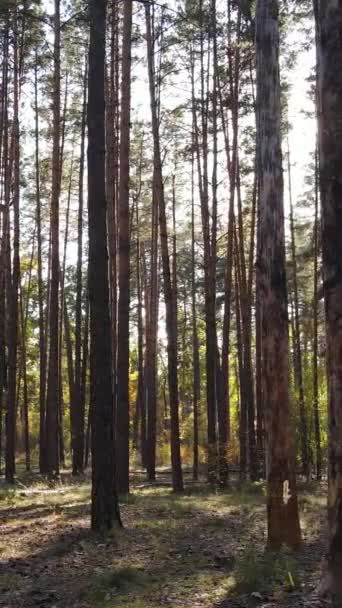 Pystysuora video puiden metsässä syksyllä — kuvapankkivideo