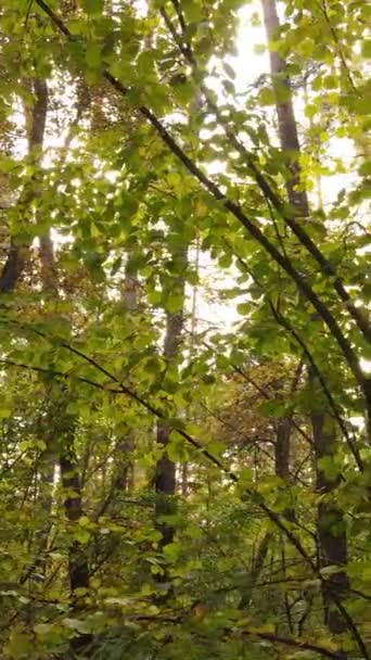 Video verticale degli alberi nella foresta in autunno — Video Stock