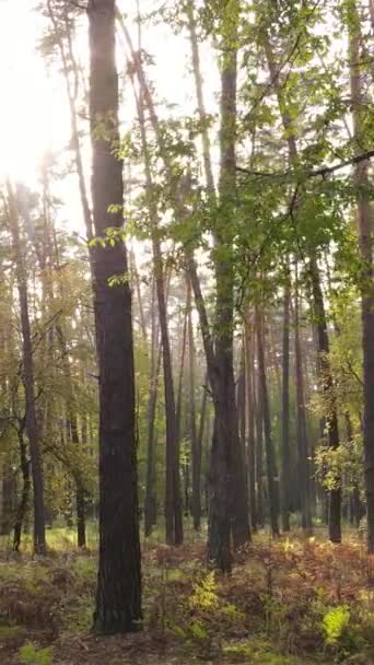 Vertikales Video von Bäumen im Wald im Herbst — Stockvideo