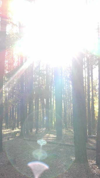 Вертикальне відео дерев у лісі восени — стокове відео