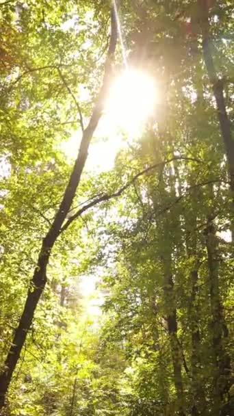 Вертикальное видео деревьев в лесу осенью — стоковое видео