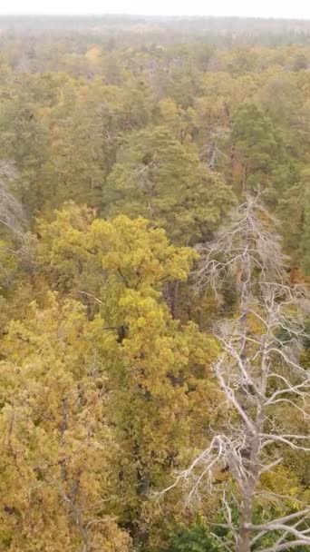 Vídeo vertical de árboles en el bosque en otoño — Vídeo de stock