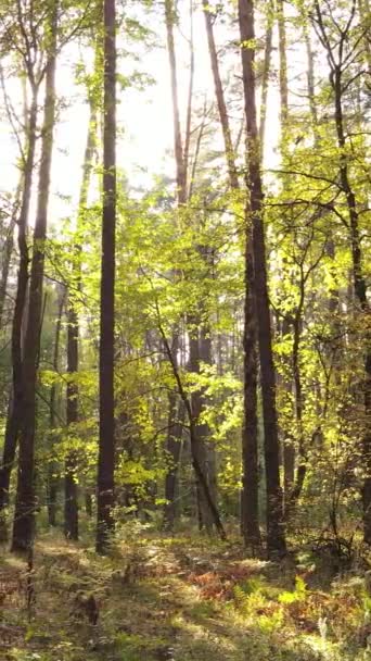 Vertikales Video von Bäumen im Wald im Herbst — Stockvideo