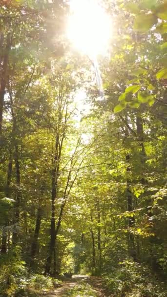 วิดีโอแนวตั้งของต้นไม้ในป่าในฤดูใบไม้ร่วง — วีดีโอสต็อก