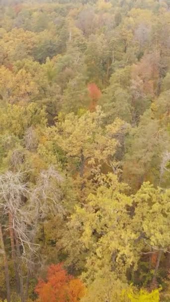 Κάθετη βίντεο από δέντρα στο δάσος το φθινόπωρο — Αρχείο Βίντεο
