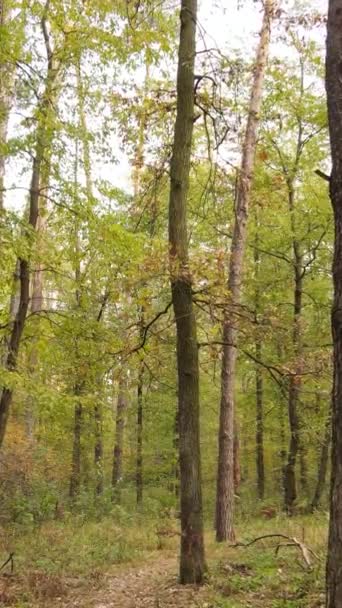 Vídeo vertical de árboles en el bosque en otoño — Vídeos de Stock