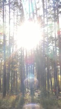 Sonbaharda ormandaki ağaçların dikey videosu