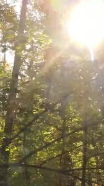 Sonbaharda ormandaki ağaçların dikey videosu