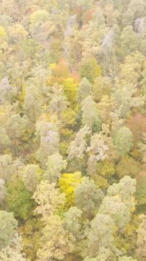 Sonbaharda ormandaki ağaçların dikey videosu