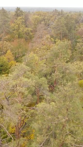 Video verticale degli alberi nella foresta in autunno — Video Stock