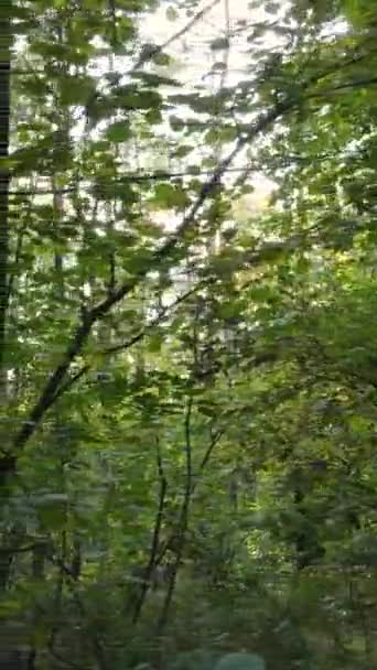Függőleges videó fákról az erdőben ősszel — Stock videók