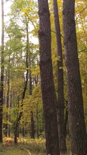 Vertikal video av träd i skogen på hösten — Stockvideo