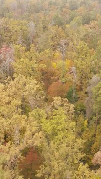 Vídeo vertical de árvores na floresta no outono — Vídeo de Stock