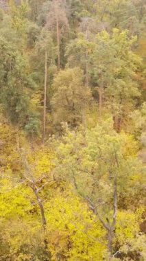 Sonbaharda ormandaki ağaçların dikey videosu