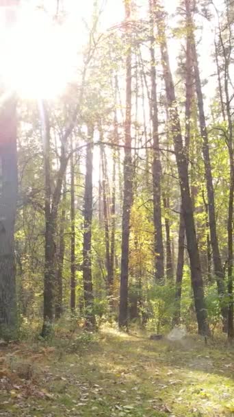 Video vertikal pohon di hutan pada musim gugur — Stok Video