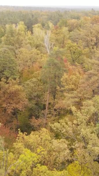 Κάθετη βίντεο από δέντρα στο δάσος το φθινόπωρο — Αρχείο Βίντεο