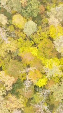 Sonbaharda ormandaki ağaçların dikey videosu