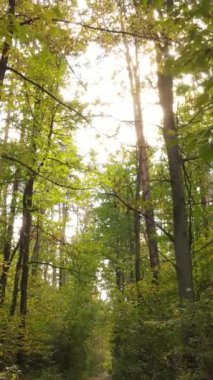 Sonbaharda ormandaki ağaçların dikey videosu