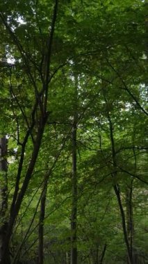 Sonbaharda ormandaki ağaçların dikey videosu