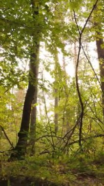 Sonbaharda ormandaki ağaçların dikey videosu