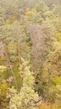 Sonbaharda ormandaki ağaçların dikey videosu