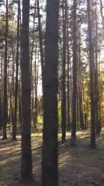 Verticale video van bomen in het bos in de herfst — Stockvideo