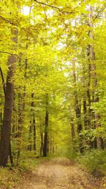 Вертикальное видео деревьев в лесу осенью — стоковое видео