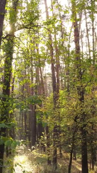 Vertikální video stromů v lese na podzim — Stock video