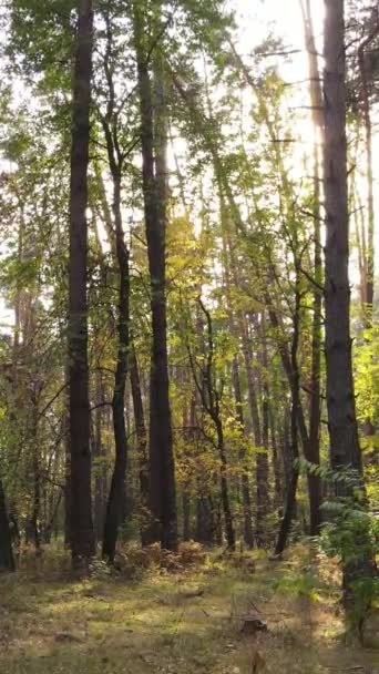 Vertikal video av träd i skogen på hösten — Stockvideo