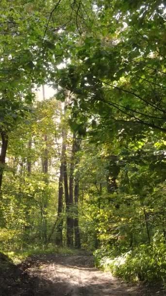 Video verticale degli alberi nella foresta in autunno — Video Stock