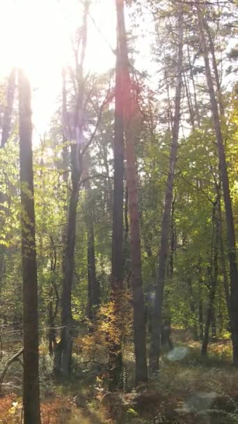 Vertikales Video von Bäumen im Wald im Herbst — Stockvideo