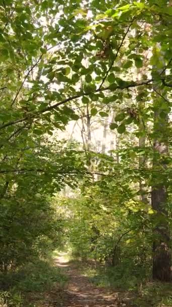 Vidéo verticale forêt d'automne avec arbres le jour, ralenti — Video