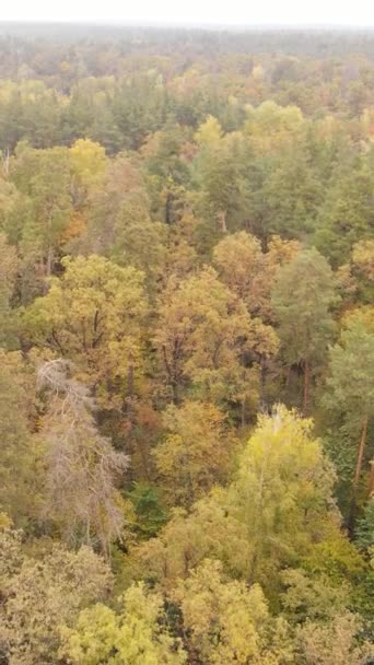 Vídeo vertical floresta de outono com árvores por dia, câmera lenta — Vídeo de Stock