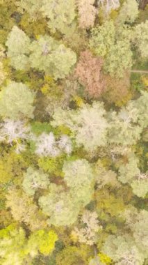 Gündüzleri ağaçlı dikey sonbahar ormanı, yavaş çekim