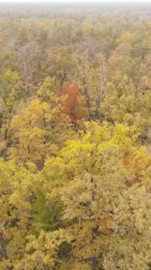 Gündüzleri ağaçlı dikey sonbahar ormanı, yavaş çekim