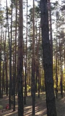 Gündüzleri ağaçlı dikey sonbahar ormanı, yavaş çekim