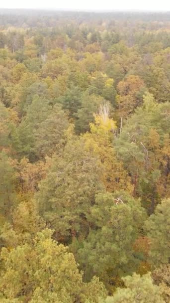 Vertikale Video Herbst Wald mit Bäumen bei Tag, Zeitlupe — Stockvideo