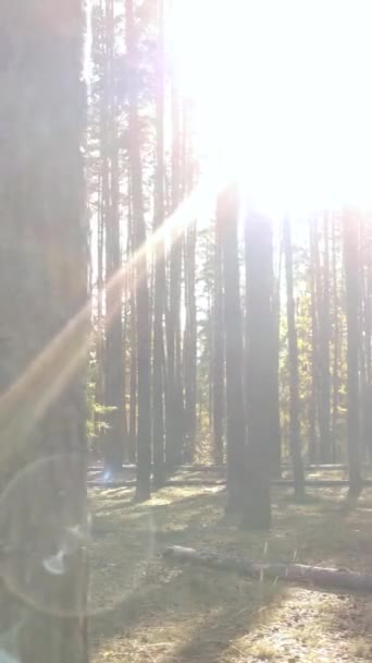 Vertikale Video Herbst Wald mit Bäumen bei Tag, Zeitlupe — Stockvideo