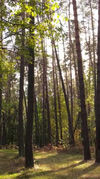 Vídeo vertical bosque otoñal con árboles durante el día, cámara lenta — Vídeos de Stock