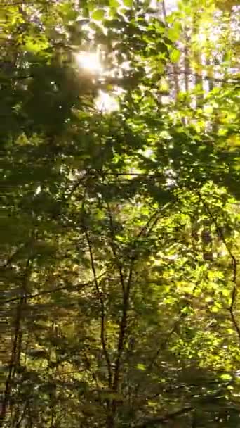 วิดีโอแนวตั้ง ป่าฤดูใบไม้ร่วงที่มีต้นไม้ทุกวัน, การเคลื่อนไหวช้า — วีดีโอสต็อก