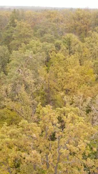 Vídeo vertical floresta de outono com árvores por dia, câmera lenta — Vídeo de Stock