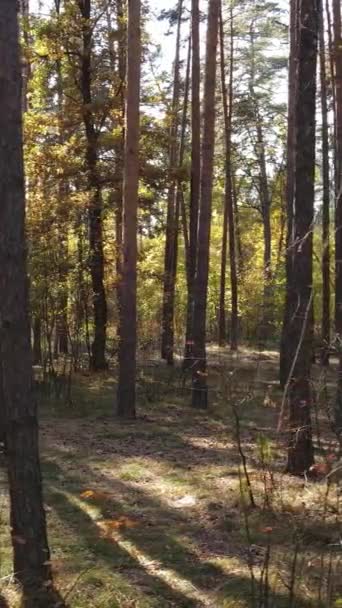 Vertikal video höst skog med träd på dagen, slow motion — Stockvideo