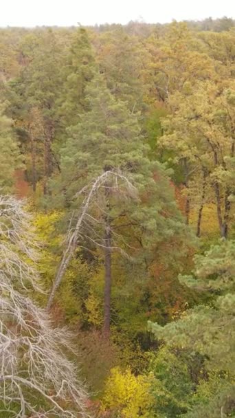 Vertikale Video Herbst Wald mit Bäumen bei Tag, Zeitlupe — Stockvideo