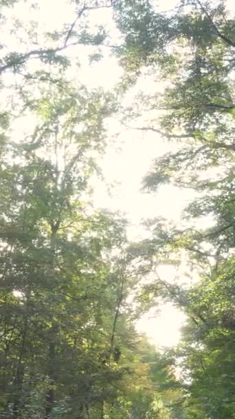 Vídeo vertical floresta de outono com árvores por dia, câmera lenta — Vídeo de Stock