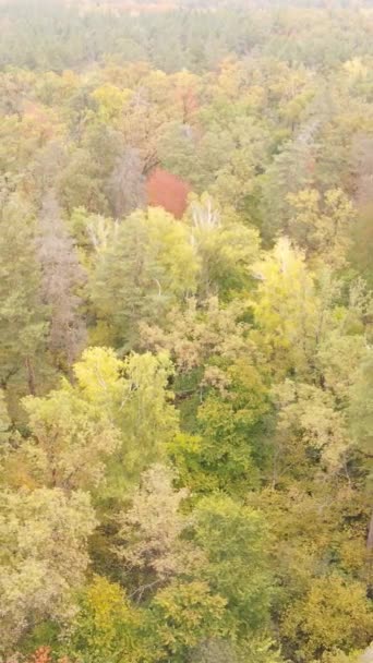 Vídeo vertical bosque otoñal con árboles durante el día, cámara lenta — Vídeo de stock