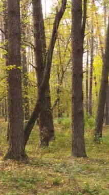 Gündüzleri ağaçlı dikey sonbahar ormanı, yavaş çekim