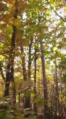 Gündüzleri ağaçlı dikey sonbahar ormanı, yavaş çekim