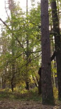 Gündüzleri ağaçlı dikey sonbahar ormanı, yavaş çekim