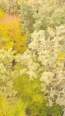 Gündüzleri ağaçlı dikey sonbahar ormanı, yavaş çekim